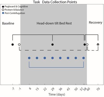 The Effects of 30 Minutes of Artificial Gravity on Cognitive and Sensorimotor Performance in a Spaceflight Analog Environment